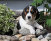 Beagle Puppy For Sale Fresno, OH Male- Danny
