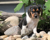 Beagle Puppy For Sale Fresno, OH Male- Ronny