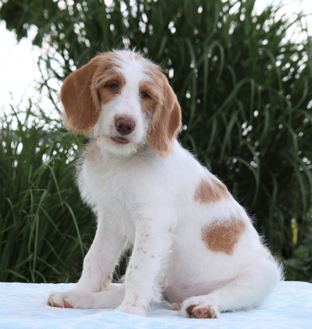 F1B Standard Labradoodle For Sale Millersburg, OH Male- Conrad