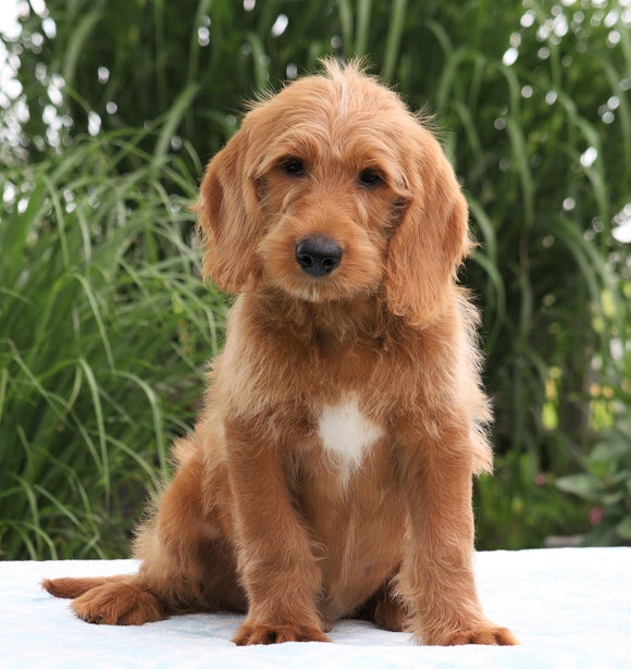 F1B Standard Labradoodle For Sale Millersburg, OH Male- Connor