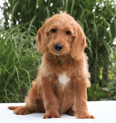 F1B Standard Labradoodle For Sale Millersburg, OH Male- Connor