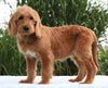 F1B Standard Labradoodle For Sale Millersburg, OH Male- Connor