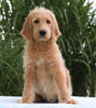 F1B Standard Labradoodle For Sale Millersburg, OH Female- Corabelle