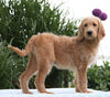 F1B Standard Labradoodle For Sale Millersburg, OH Female- Corabelle