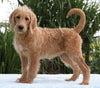 F1B Standard Labradoodle For Sale Millersburg, OH Female- Corabelle