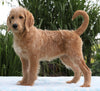 F1B Standard Labradoodle For Sale Millersburg, OH Female- Corabelle