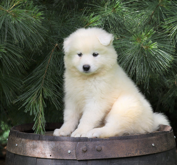 Samoyed Puppy For Sale Fredericksburg, OH Female- Missy