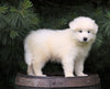 Samoyed Puppy For Sale Fredericksburg, OH Male- Casper