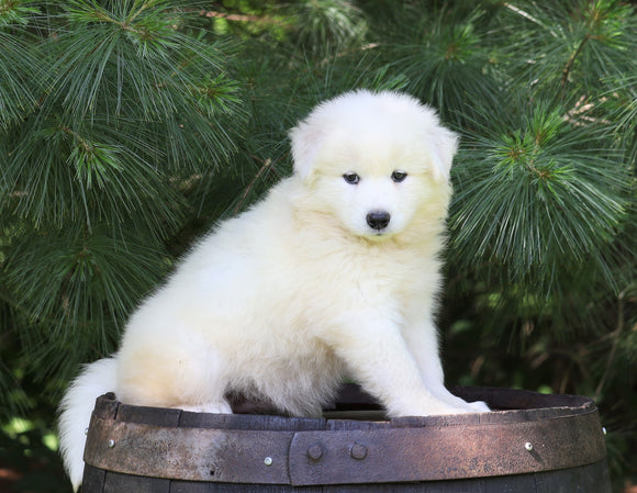 Samoyed Puppy For Sale Fredericksburg, OH Female- Snow White