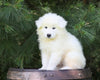 Samoyed Puppy For Sale Fredericksburg, OH Male- Denali