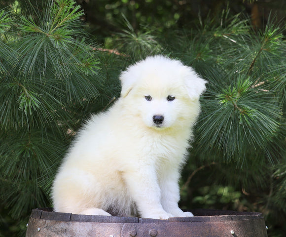 Samoyed Puppy For Sale Fredericksburg, OH Male- Denali