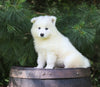 Samoyed Puppy For Sale Fredericksburg, OH Female- Jasmine