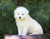 Samoyed Puppy For Sale Fredericksburg, OH Male- Bruno