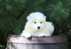 Samoyed Puppy For Sale Fredericksburg, OH Male- Aspen