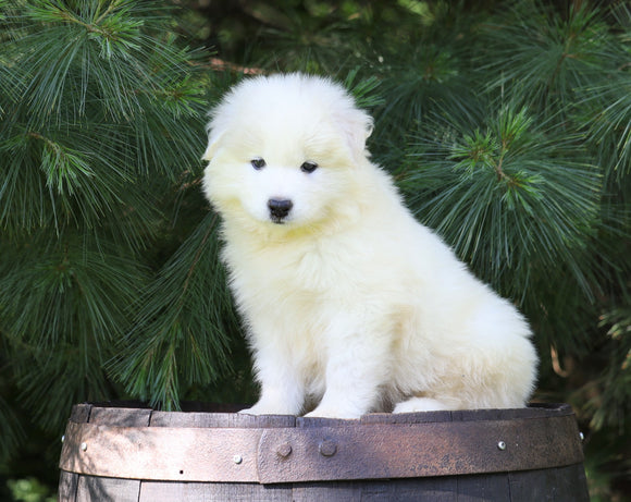 Samoyed Puppy For Sale Fredericksburg, OH Male- Aspen