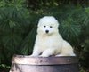 Samoyed Puppy For Sale Fredericksburg, OH Male- Winston