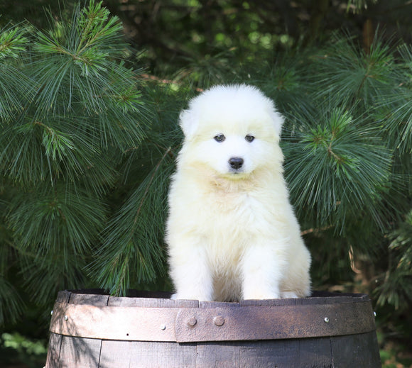 Samoyed Puppy For Sale Fredericksburg, OH Male- Winston