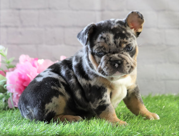 AKC Registered French Bulldog For Sale Fredericksburg, OH Female- Zoey