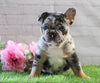 AKC Registered French Bulldog For Sale Fredericksburg, OH Female- Zoey