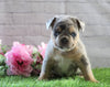 AKC Registered French Bulldog For Sale Fredericksburg, OH Female- Olivia