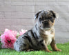 AKC Registered French Bulldog For Sale Fredericksburg, OH Male- Grayson