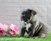AKC Registered French Bulldog For Sale Fredericksburg, OH Male- Russel