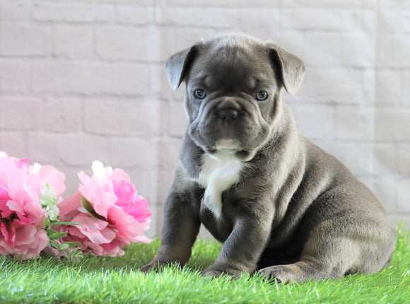 AKC Registered French Bulldog For Sale Fredericksburg, OH Male- Russel