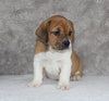 Beabull Puppy For Sale Fredricksburg OH Male-Leo