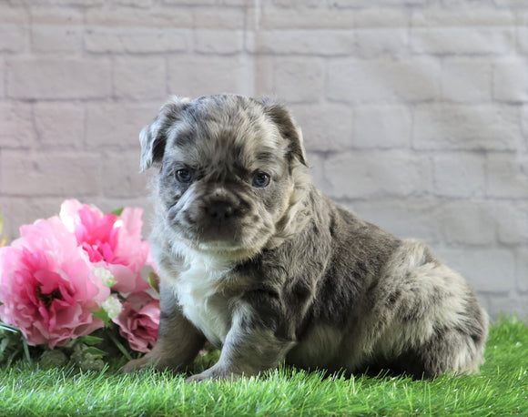 AKC Registered French Bulldog For Sale Fredericksburg, OH Male- Rocko