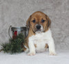 Beabull Puppy For Sale Fredricksburg OH Male-Leo
