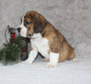 Beabull Puppy For Sale Fredricksburg OH Male-Diesel