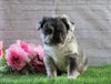 AKC Registered French Bulldog For Sale Fredericksburg, OH Male- Gizmo