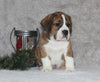 Beabull Puppy For Sale Fredricksburg OH Male-Diesel