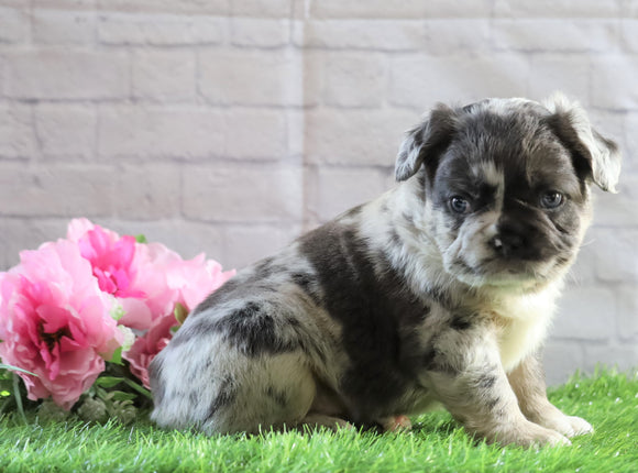 AKC Registered French Bulldog For Sale Fredericksburg, OH Male- Gizmo