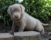 ACA Registered Labrador Retriever (Silver) For Sale Fredericksburg, OH Male- Tucker
