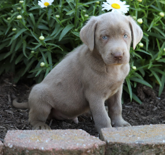 ACA Registered Labrador Retriever (Silver) For Sale Fredericksburg, OH Male- Tucker