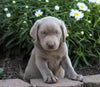 ACA Registered Labrador Retriever (Silver) For Sale Fredericksburg, OH Male- Jax