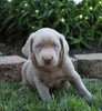 ACA Registered Labrador Retriever (Silver) For Sale Fredericksburg, OH Male- Jax