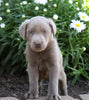 ACA Registered Labrador Retriever (Silver) For Sale Fredericksburg, OH Female- Abby
