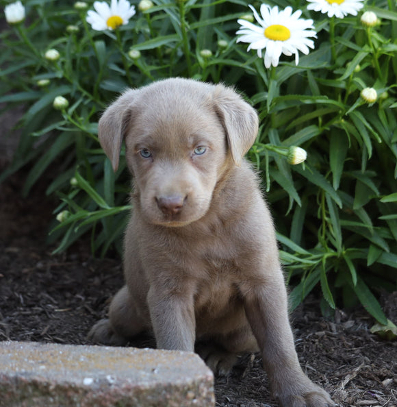 ACA Registered Labrador Retriever (Silver) For Sale Fredericksburg, OH Female- Abby