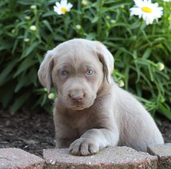 ACA Registered Labrador Retriever (Silver) For Sale Fredericksburg, OH Female- Chloe