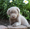 ACA Registered Labrador Retriever (Silver) For Sale Fredericksburg, OH Female- Chloe