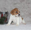 Beabull Puppy For Sale Fredricksburg OH Female-Chloe