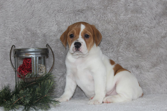 Beabull Puppy For Sale Fredricksburg OH Female-Chloe