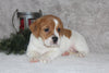 Beabull Puppy For Sale Fredricksburg OH Female-Chloe