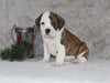 Beabull Puppies For Sale Fredricksburg OH Male-Bentley