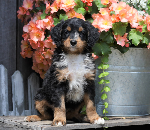 Mini Bernedoodle For Sale Millersburg, OH Female- Lexy