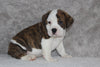 Beabull Puppies For Sale Fredricksburg OH Male-Bentley