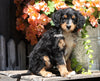Mini Bernedoodle For Sale Millersburg, OH Female- Lexy