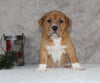 Beabull Puppy For Sale Fredricksburg OH Male-Ollie